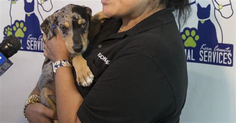 bakersfield dog shelter|Adoptable Animals Search Results .